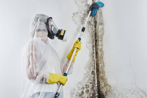 Best Residential Mold Remediation in De Witt, NY