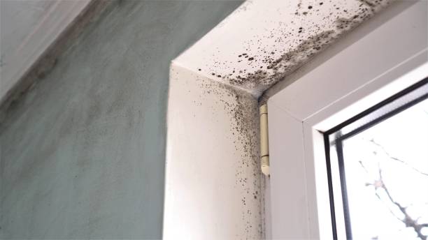 Professional Mold Remediation in De Witt, NY