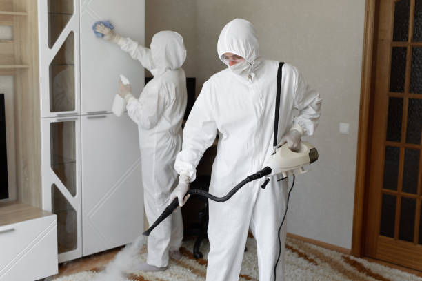 Best Basement Mold Remediation in De Witt, NY