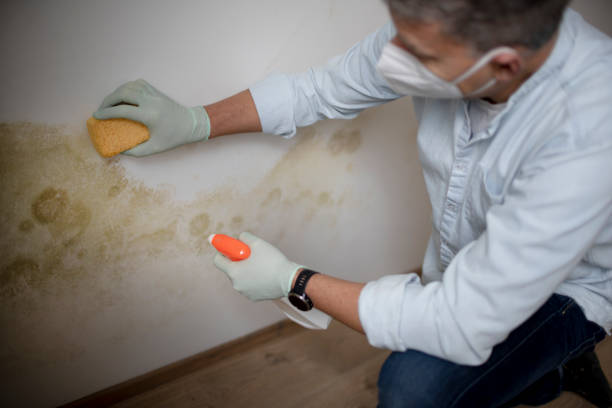 Best Bathroom Mold Remediation in De Witt, NY