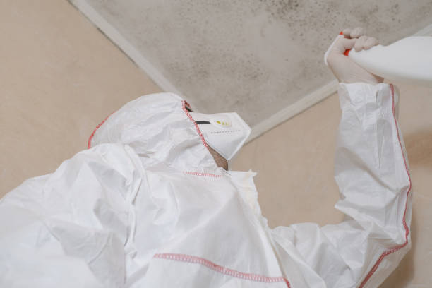 Best DIY Mold Remediation Support Services in De Witt, NY