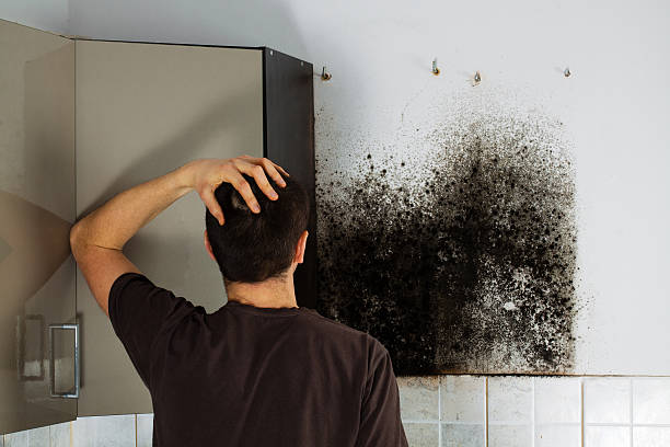Best Insurance-Related Mold Remediation in De Witt, NY